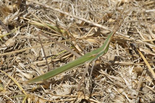 Réf. 237 131 : Acrida ungarica mediterranea